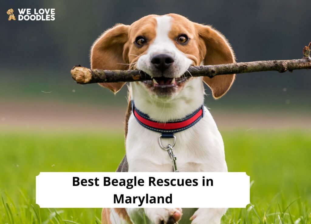 11 Best Beagle Rescues In Maryland 2023 We Love Doodles