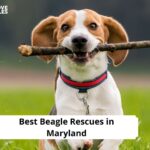 Beagle Rescues in Maryland