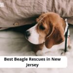 Beagle Rescues in New Jersey