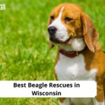Beagle Rescues in Wisconsin
