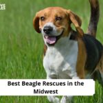Beagle Rescues in the Midwest