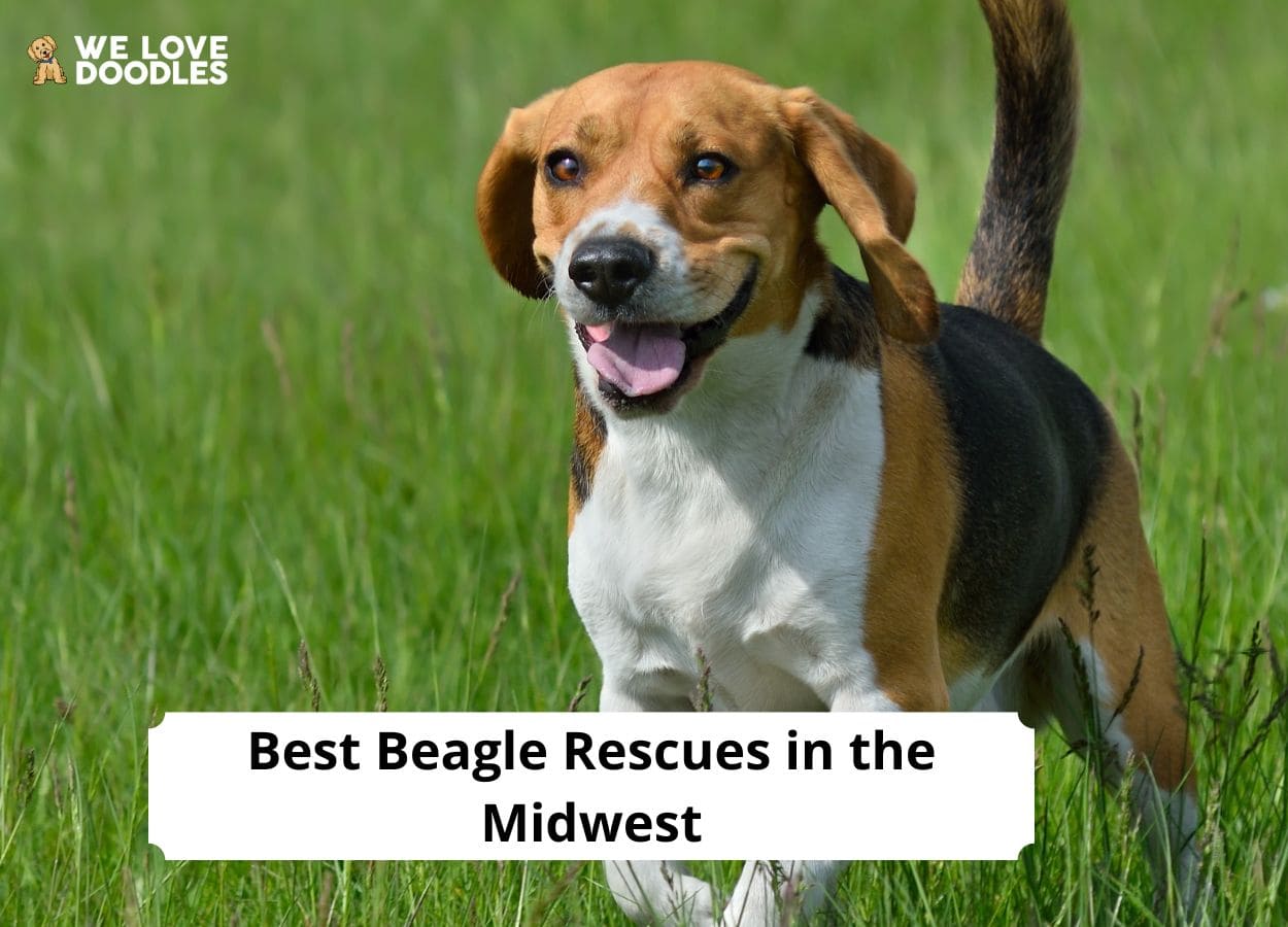 Beagle Rescues in the Midwest