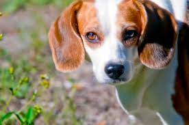 Before Finding a Beagle Rescue in the Midwest