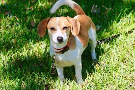 Beagles R Us Rescue (BeagleMidwest)