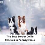 Best-Border-Collie-Rescues-in-Pennsylvania-template