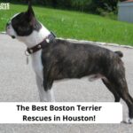 Best-Boston-Terrier-Rescues-in-Houston-template