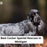Best Cocker Spaniel Rescues in Michigan