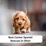 Best-Cocker-Spaniel-Rescues-in-Ohio-template