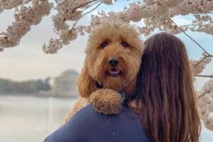 Best Goldendoodle Instagram Accounts