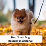 Best-Small-Dog-Rescues-in-Arizona-template