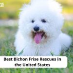 Bichon Frise Rescues