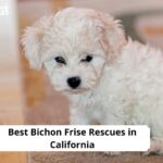 Bichon Frise Rescues in California