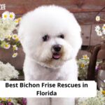 Bichon Frise Rescues in Florida