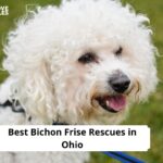 Bichon Frise Rescues in Ohio