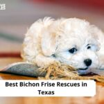 Bichon Frise Rescues in Texas