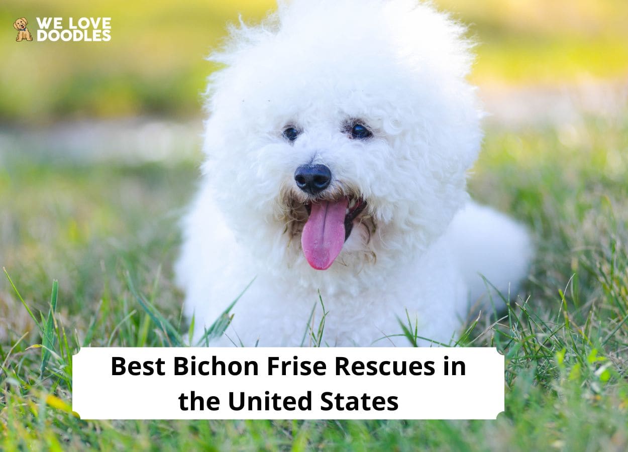 are bichons loyal