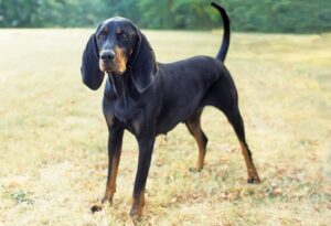 Black and Tan Coonhound (Dog-LikeDoberman)
