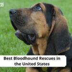Bloodhound Rescues