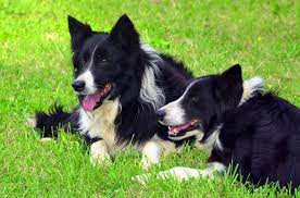 Blue Ridge Border Collie Rescue (BorderCollieVA)