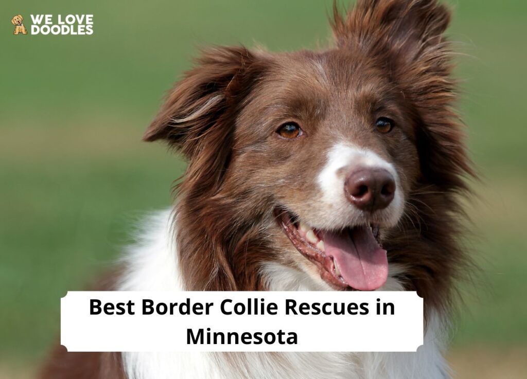5 Best Border Collie Rescues in Minnesota! - We Love Doodles