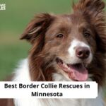 Border Collie Rescues in Minnesota