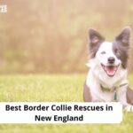 Border Collie Rescues in New England