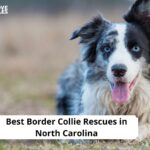 Border Collie Rescues in North Carolina