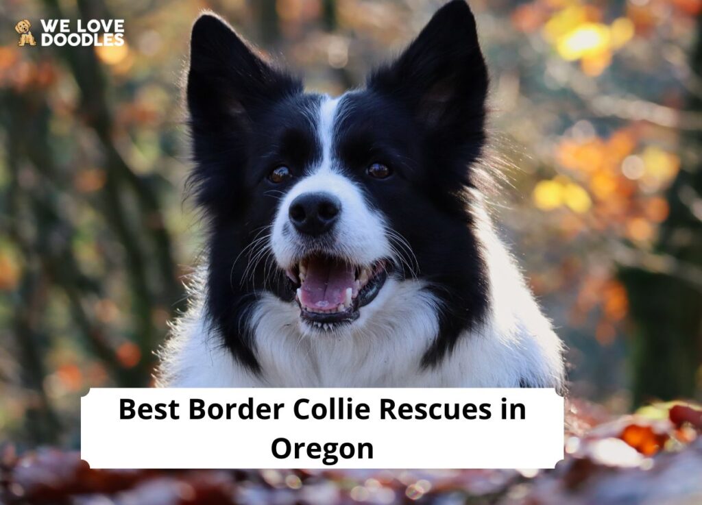 5 Best Border Collie Rescues in Oregon! (2024) - We Love Doodles
