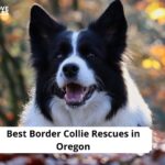 Border Collie Rescues in Oregon