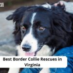 Border Collie Rescues in Virginia