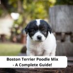 Boston-Terrier-Poodle-Mix-A-Complete-Guide-template