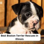 Boston Terrier Rescues in Illinois