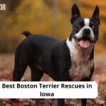 Boston Terrier Rescues in Iowa