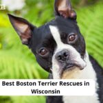 Boston Terrier Rescues in Wisconsin