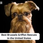 Brussels Griffon Rescues