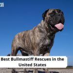 Bullmastiff Rescues