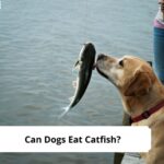 Can-Dogs-Eat-Catfish-template