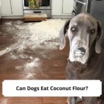 Can-Dogs-Eat-Coconut-Flour-template