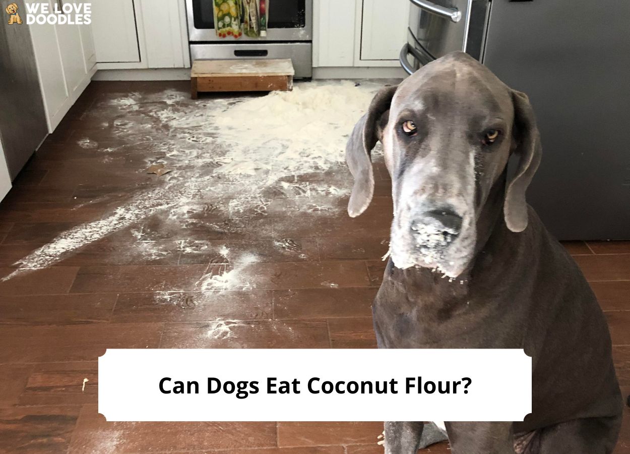 Can Dogs Have Chocolate Shredded Coconut preview