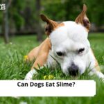Can Dogs Eat Slime