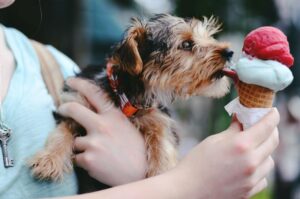 is vanilla yogurt bad for dogs