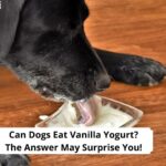 Can-Dogs-Eat-Vanilla-Yogurt-template