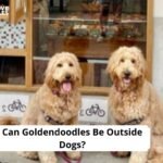 Can Goldendoodles Be Outside Dogs