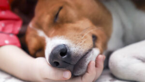 Can I Give Keppra Early to My Dog