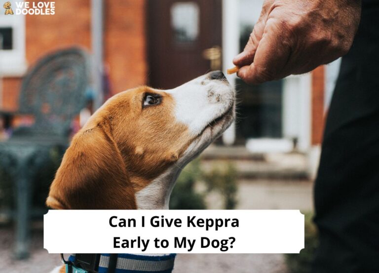 Can-I-Give-Keppra-Early-to-My-Dog-template