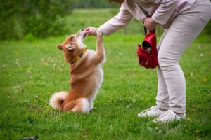 is vanilla yogurt bad for dogs