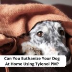 Can-You-Euthanize-Your-Dog-At-Home-Using-Tylenol-PM-template