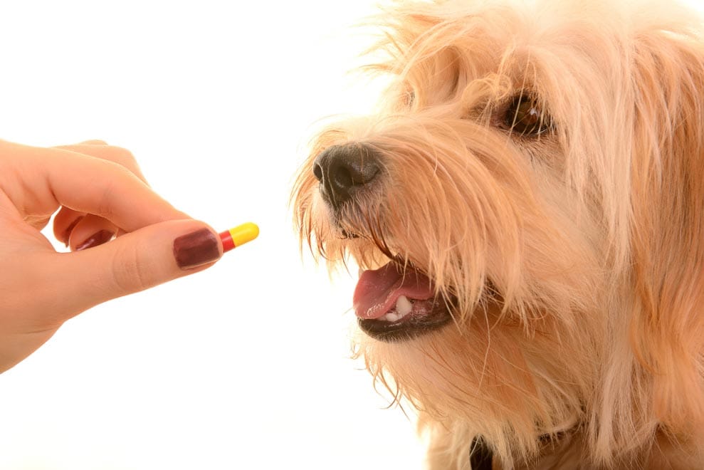 Can You Euthanize Your Dog At Home Using Tylenol PM? – Vet Advice! - We ...