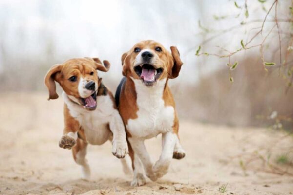 Beagle Poodle Mix (Poogle)- What You Need To Know! - We Love Doodles