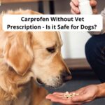 Carprofen-Without-Vet-Prescription-Is-it-Safe-for-Dogs-template